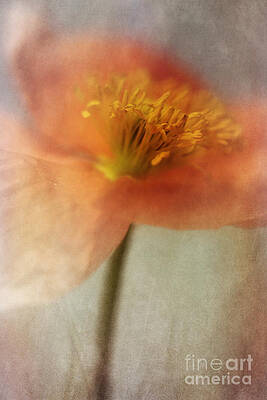 Dreamy Poppy Bloom Wall Art