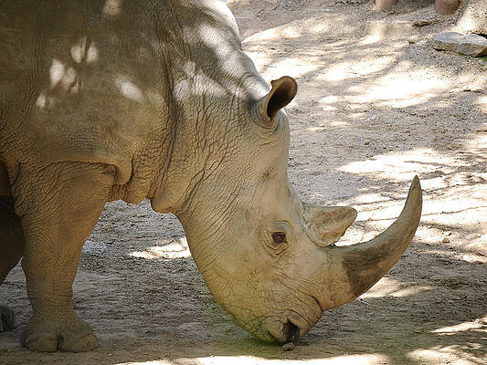 White Photograph - Southern White Rhinoceros by Richard Reeve
