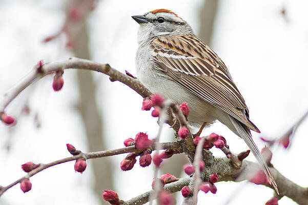 Wisconsin Photograph - Sparrow In Arboretum by Natural Focal Point Photography