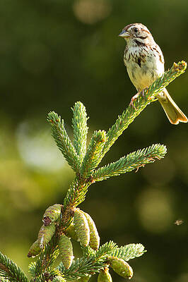 Wisconsin Photograph - Sparrow On Nature Hike Through Blue Mounds State Park by Natural Focal Point Photography