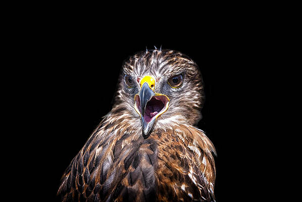 Wall Art featuring the photograph Speak Loudly by Ghostwinds Photography