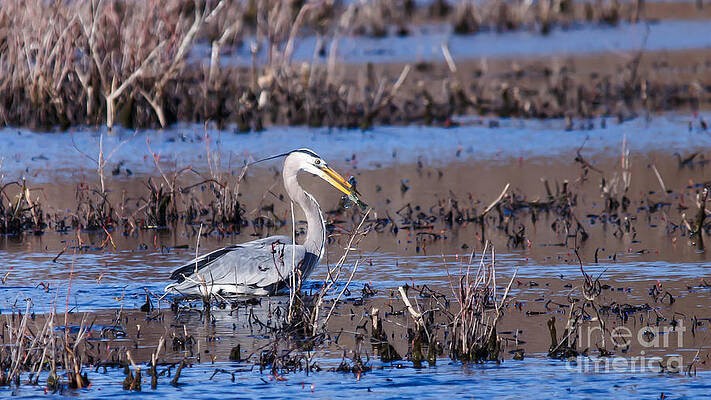 Wild Photograph - Spear Fishing by Mary Lou Chmura