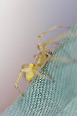 Wildlife Wall Art featuring the photograph Spider Climbing by Jonny D