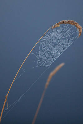 Minnesota Photograph - Spider Web Along Gunflint Trail by Natural Focal Point Photography
