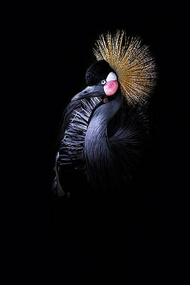 Wall Art featuring the photograph Spike by Ghostwinds Photography