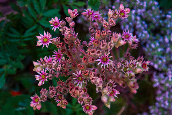 Summer Painting - Spiky Flowers by Omaste Witkowski