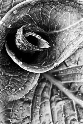 Wall Art featuring the photograph Spiral by Jeff Sinon