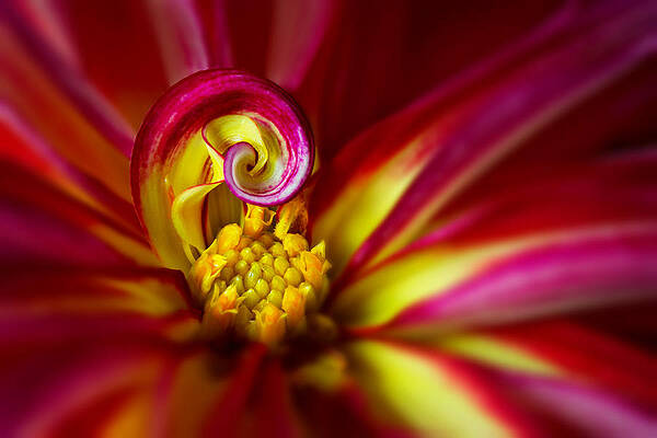 Vibrant Dahlia Close-up Photograph
