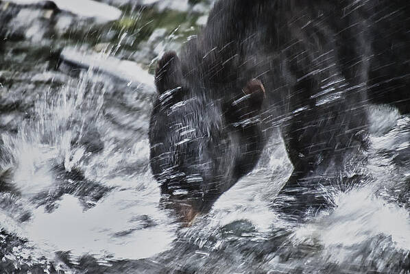 Bear Wall Art featuring the photograph Splash by Ghostwinds Photography