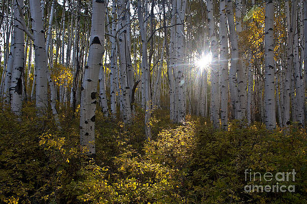 Photograph - Spot Of Sun by Jeffrey Kolker