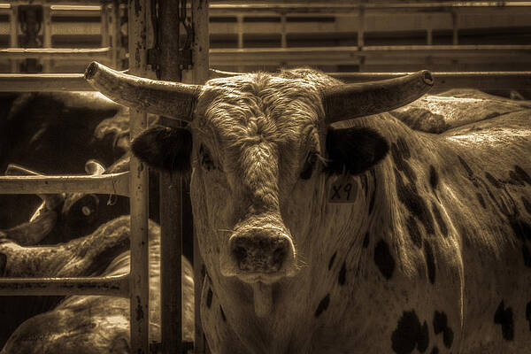 Wall Art featuring the photograph Spotted Bull by Carla E