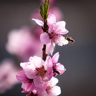 Photograph - Spring Blooms And Bees by Rob Narwid