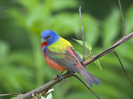 Photograph - Spring Colors by Jim E Johnson