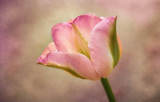 Delicate Photograph - Spring Dreams by Mary Jo Allen