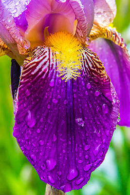 Nature Photograph - Spring Flower by Jeff Stoddart