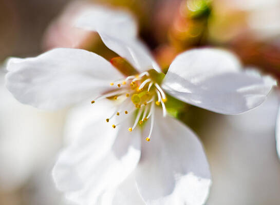 Nature Wall Art featuring the photograph Spring Flower by Jonny D