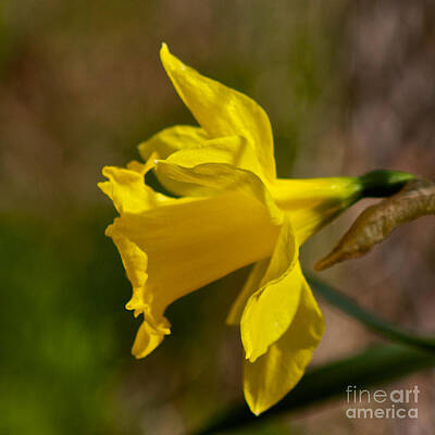 Spring Wall Art featuring the photograph Spring Foliage by William Norton
