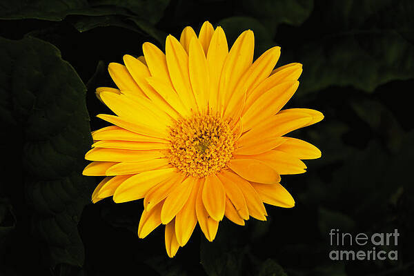 Spring Wall Art featuring the photograph Spring by William Norton