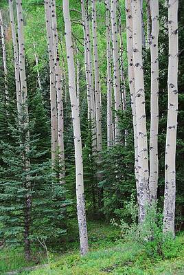 Colorado Photograph - Springtime In An Aspen Forest by Cascade Colors
