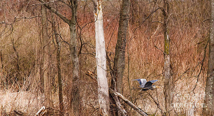 Wild Photograph - Springtime In The Marshes by Mary Lou Chmura