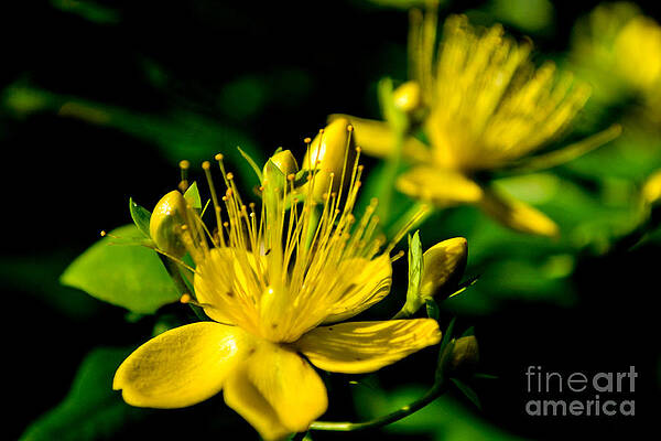 Photograph - St John's Wort by Scott Lyons