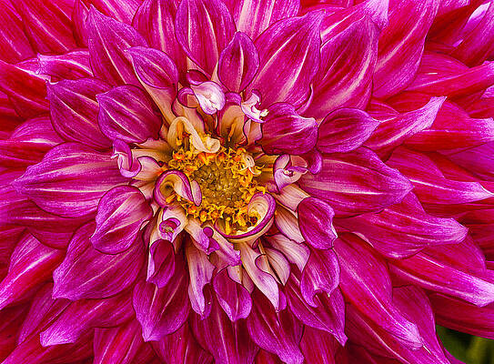 Nature Photograph - Standard Beautiful Dahlia by Jean Noren