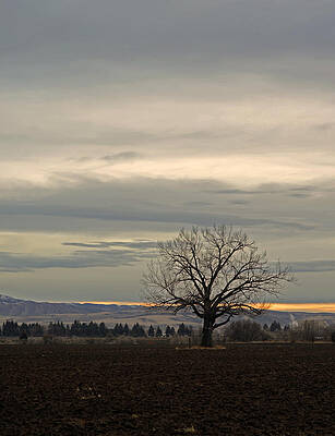 Tree Wall Art featuring the photograph Standing Alone by La Dolce Vita