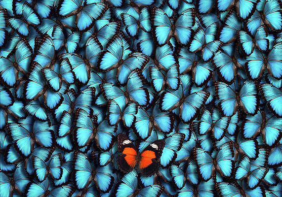 Vibrant Blue Butterflies Wall Art
