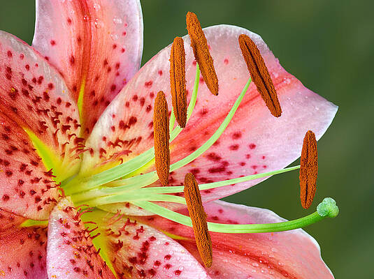 Summer Photograph - Stargazer Lily by Susan Candelario