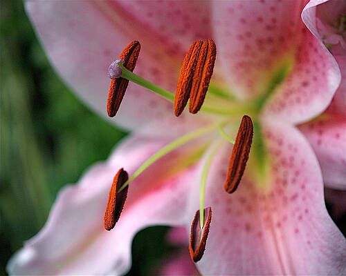 Close Up of Pink Lily Flower Wall Art