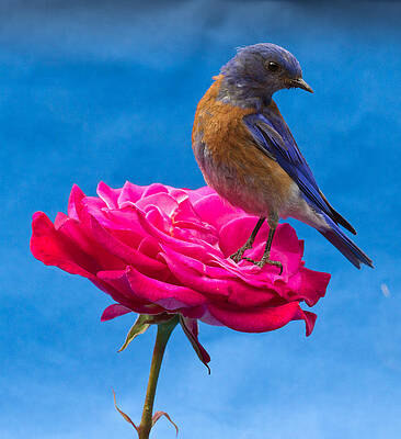 Bird Wall Art featuring the photograph Steady by Jean Noren