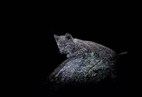 Wall Art featuring the photograph Stealth by Ghostwinds Photography