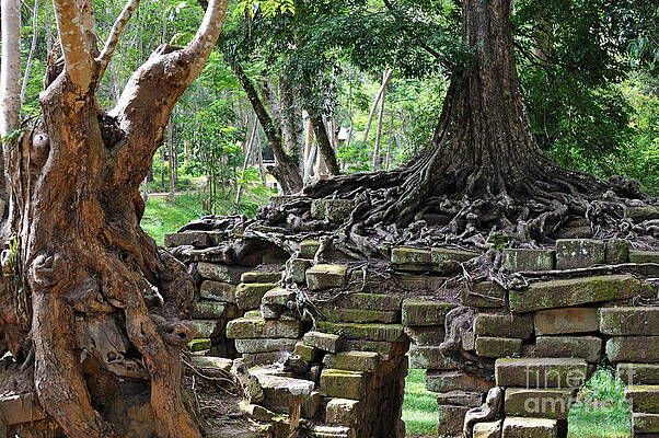 Tree Wall Art featuring the photograph Strangler Fig Tree Roots On Preah Khan Temple by Sami Sarkis Photography