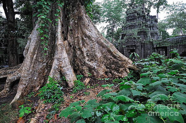 Tree Wall Art featuring the photograph Strangler Fig Tree Roots On The Ancient Preah Khan Temple by Sami Sarkis Photography