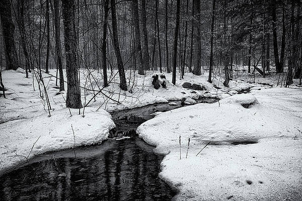 Wall Art featuring the photograph Stream Through The Misty Winter Woods by Jeff Sinon