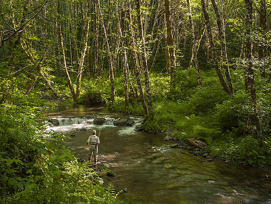 Man Fishing in Forest Stream Wall Art