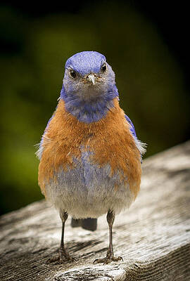 Bird Wall Art featuring the photograph Stretch by Jean Noren