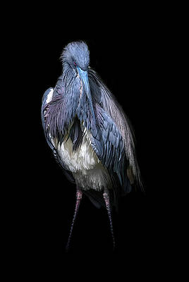 Wall Art featuring the photograph Strike A Pose by Ghostwinds Photography