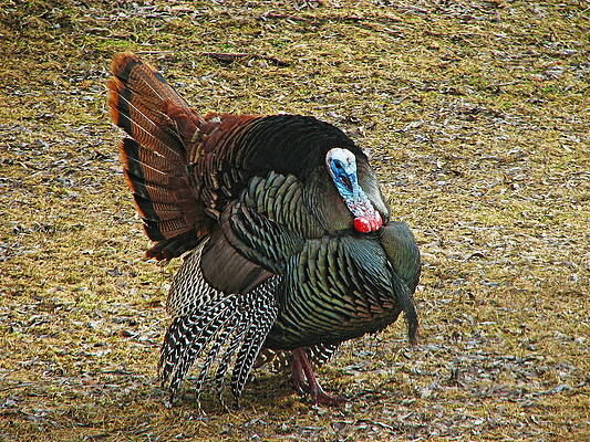 Wild Photograph - Strutting Gobbler Turkey by Dale Kauzlaric