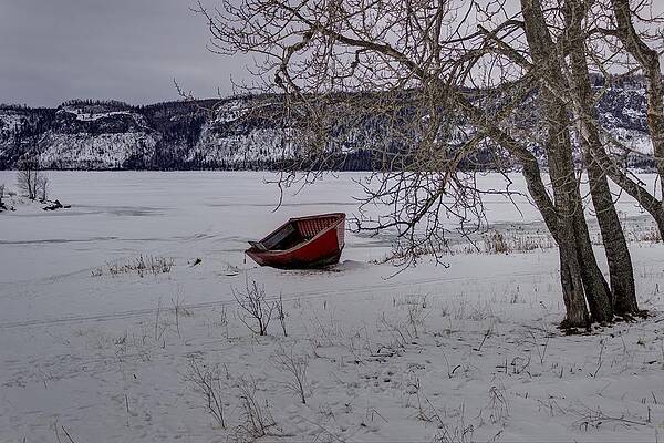 Wall Art featuring the photograph Stuck by Linda Ryma