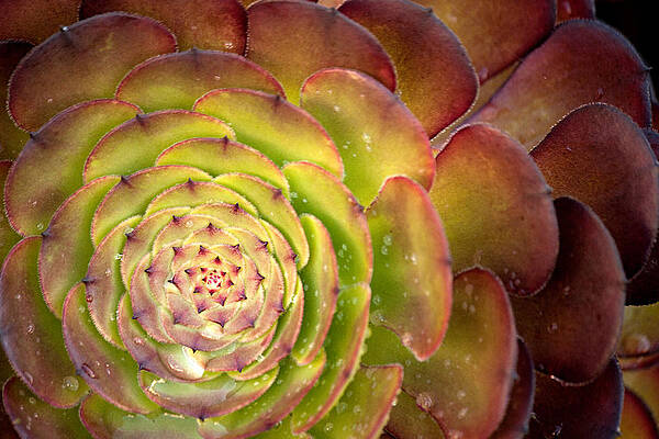 Wall Art featuring the photograph Succulent by Lisa Chorny