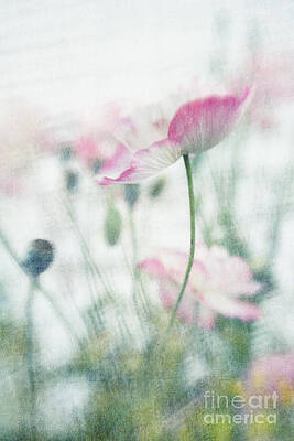 Delicate Pink Blossoms in Summer Wall Art