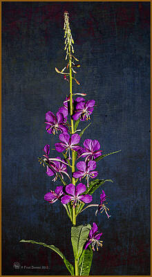 Photograph - Summer Fireweed by Fred Denner
