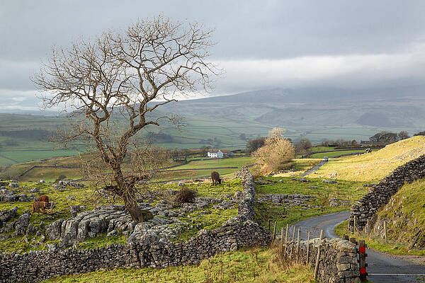 Flower Wall Art featuring the photograph Sun Breaks Through by Sue Leonard