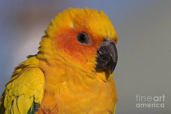 Wildlife Photograph - Sun Conure by Steven Ralser