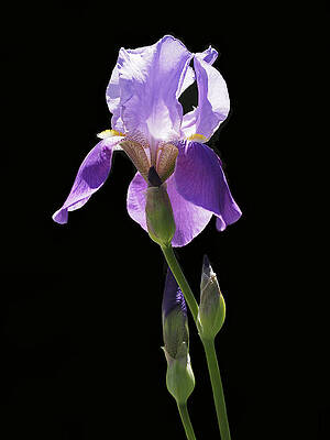 Wall Art featuring the photograph Sun-drenched Iris by Rona Black