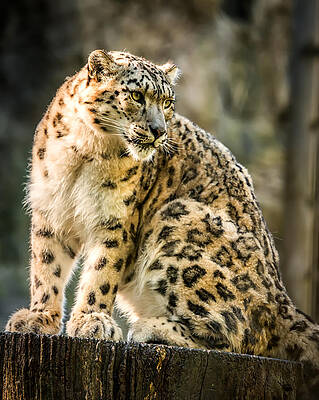 Portrait Photograph - Sun Leopard Portrait by Chris Boulton