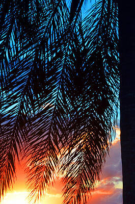 Colorful Tropical Sunset Through Palms Wall Art