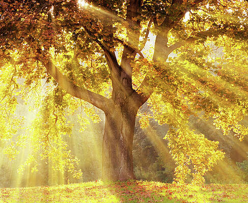 Wall Art featuring the photograph Sun Rays Shining Through A Tree With by Kerrick
