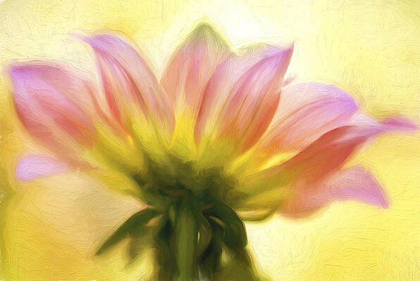Love Wall Art featuring the photograph Sunburst Painted by Mary Jo Allen